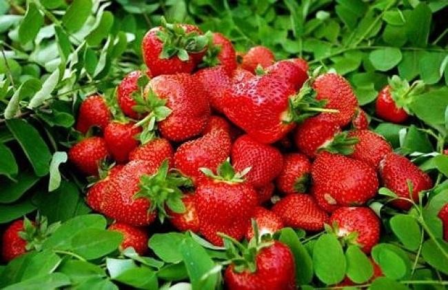 大棚草莓花果期管理常见误区有哪些？（果农必看）