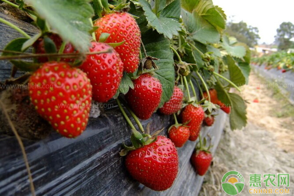 草莓花果期管理